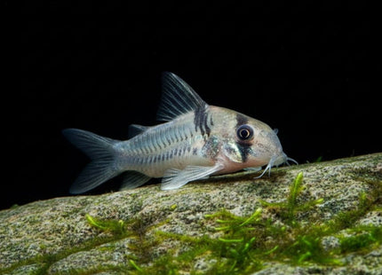 Corydoras Armatus - Nano Tanks Australia