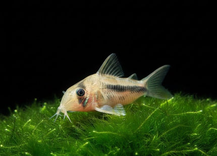 Corydoras Axelrodi-deckeri - Nano Tanks Australia