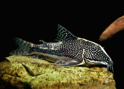 Corydoras Barbatus (scleromystax barbatus) 3-4cm - Nano Tanks Australia