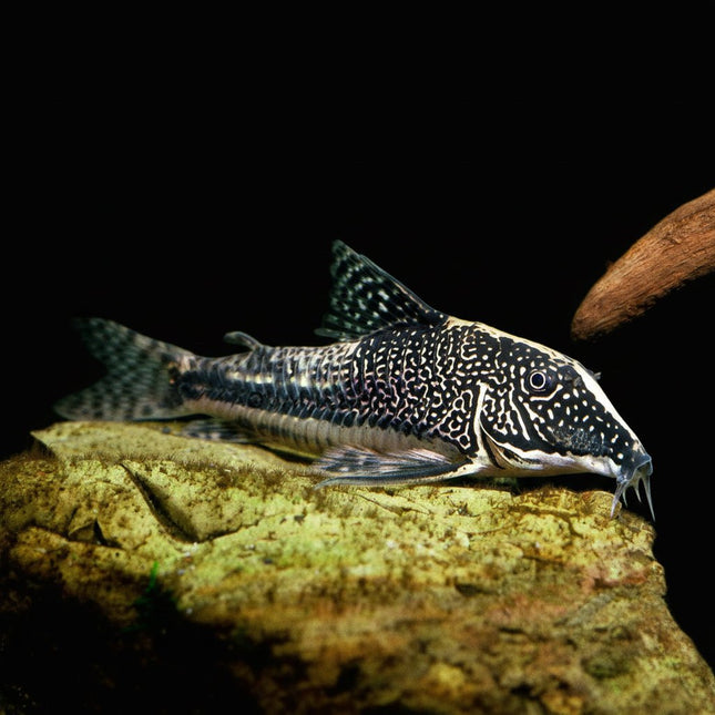 Corydoras Barbatus (scleromystax barbatus) 3-4cm - Nano Tanks Australia