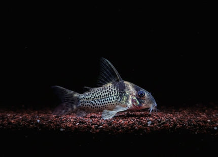 Corydoras Brevirostris CW27 Hi Fin - Nano Tanks Australia