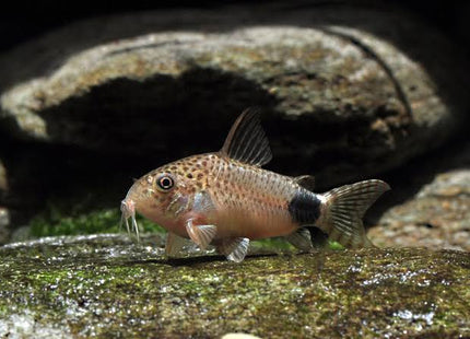 Corydoras Caudimaculatus - Nano Tanks Australia