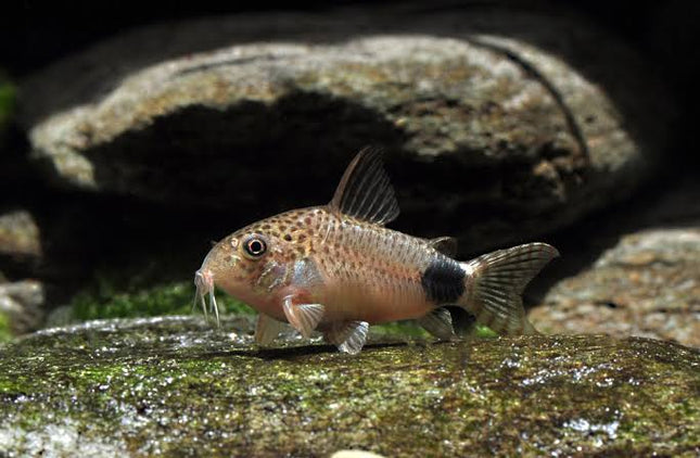 Corydoras Caudimaculatus - Nano Tanks Australia