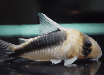 Corydoras CW106 (WILD CAUGHT) - Nano Tanks Australia