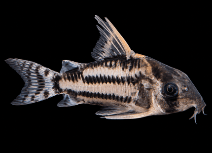 Corydoras CW127 Wild Caught 5cm - Nano Tanks Australia