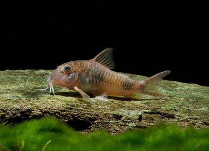 Corydoras Ellisae - Nano Tanks Australia