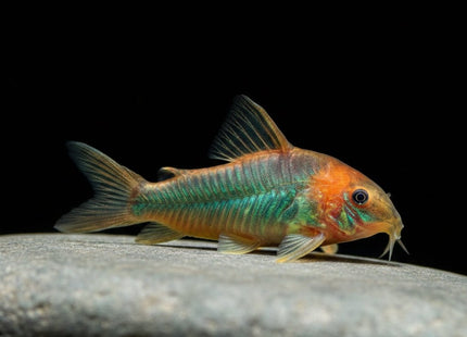 Corydoras eques 4cm - Nano Tanks Australia