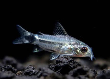 Corydoras Hastatus 1-2cm - Nano Tanks Australia