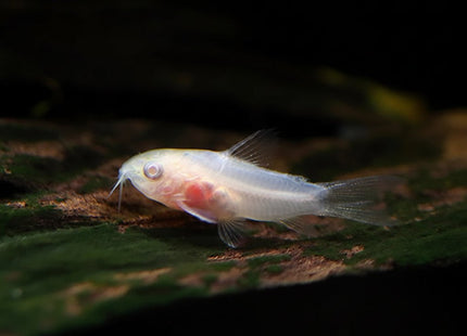 Corydoras Hastatus ALBINO - Nano Tanks Australia