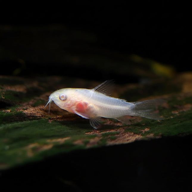 Corydoras Hastatus ALBINO - Nano Tanks Australia