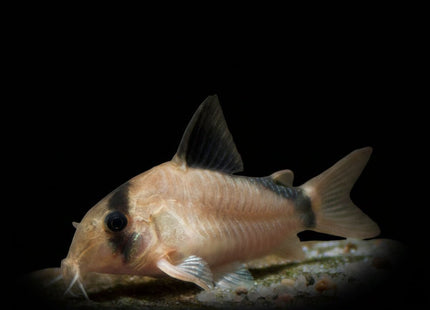 Corydoras Metae Bandit 3-4cm - Nano Tanks Australia
