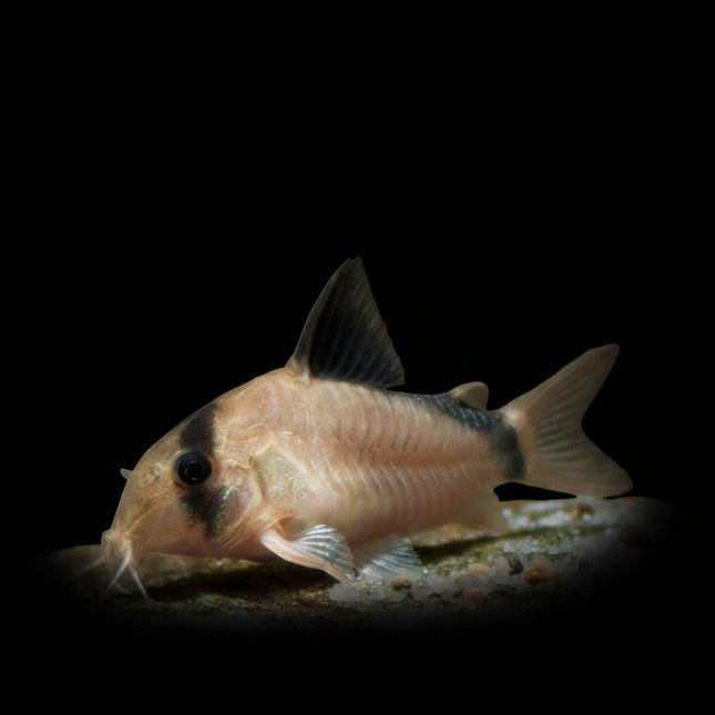 Corydoras Metae Bandit 3-4cm - Nano Tanks Australia