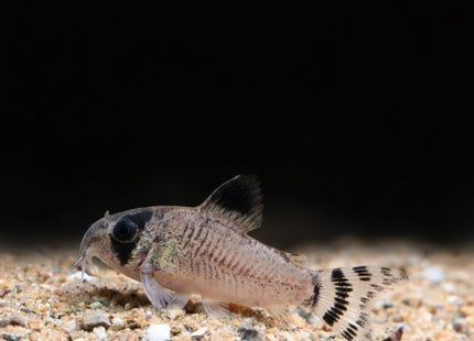 Corydoras Oiapoquensis 3-4cm - Nano Tanks Australia