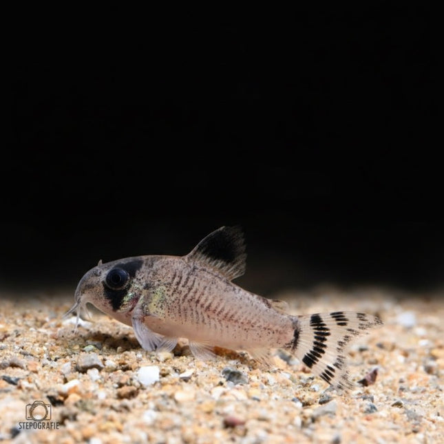 Corydoras Oiapoquensis 3-4cm - Nano Tanks Australia