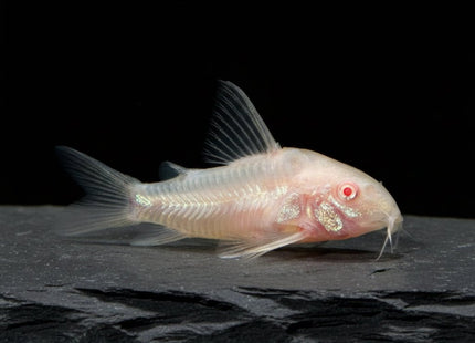 Corydoras Paleatus Albino 2-4cm - Nano Tanks Australia