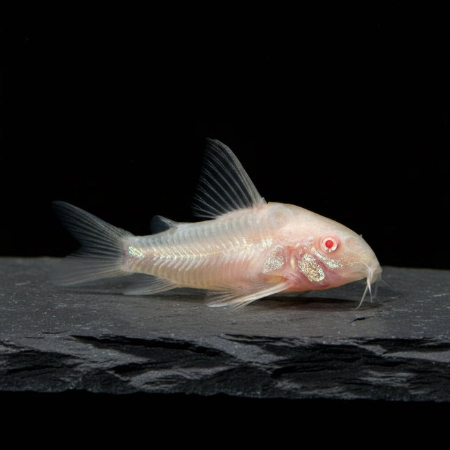 Corydoras Paleatus Albino 2-4cm - Nano Tanks Australia