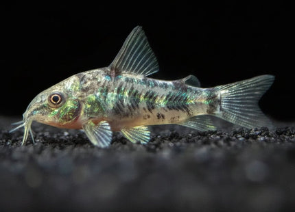 Corydoras Paleatus Long Fin/ Short Fin Pepper 2-4cm - Nano Tanks Australia