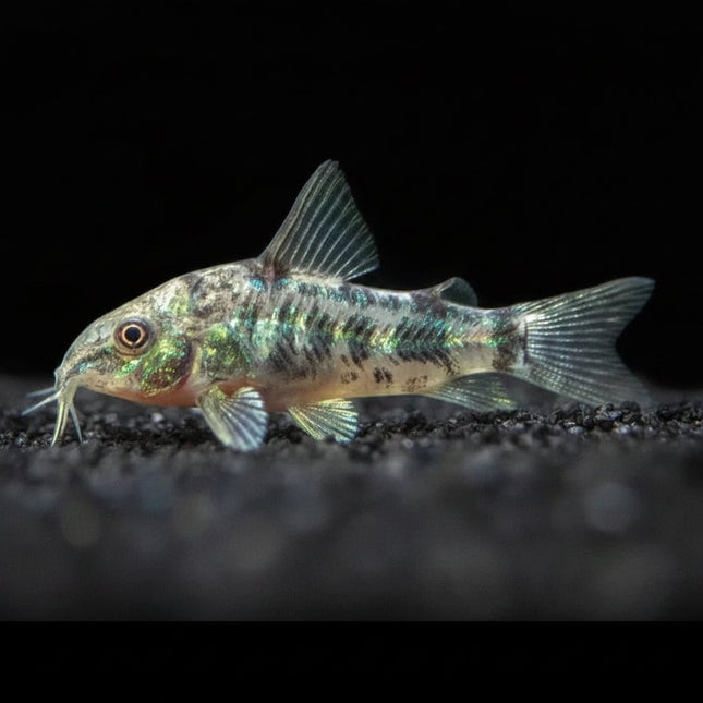Corydoras Paleatus Long Fin/ Short Fin Pepper 2-4cm - Nano Tanks Australia