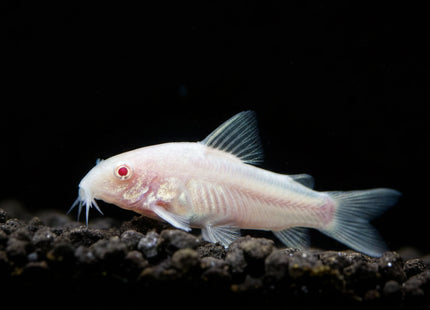 Corydoras Pygmaeus Pygmy 1-2cm - Nano Tanks Australia