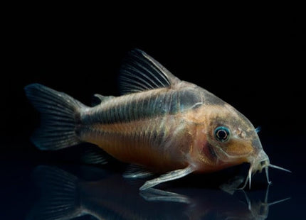 Corydoras Rabauti - Nano Tanks Australia