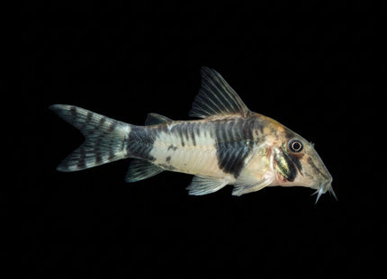 Corydoras Reynoldsi - Nano Tanks Australia