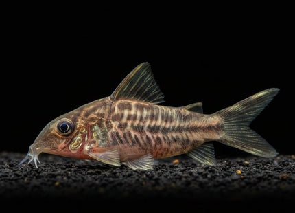 Corydoras robineae 4cm - Nano Tanks Australia