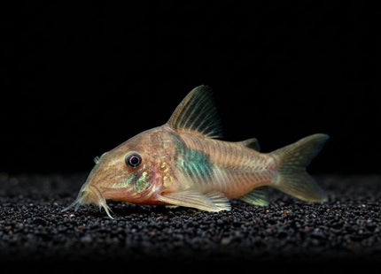 Corydoras Simulatus - Nano Tanks Australia