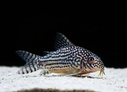 Corydoras Sterbai 2-4cm - Nano Tanks Australia
