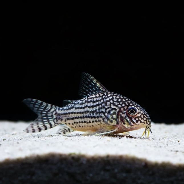 Corydoras Sterbai 2-4cm - Nano Tanks Australia