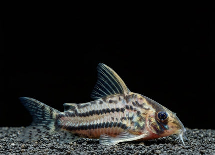 Corydoras Super Schwartzi CW28 - Nano Tanks Australia