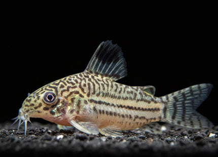 Corydoras Trilineatus 3-5cm - Nano Tanks Australia