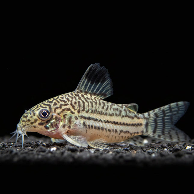 Corydoras Trilineatus 3-5cm - Nano Tanks Australia