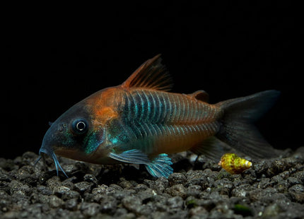 Corydoras Venezuela 2-4cm - Nano Tanks Australia