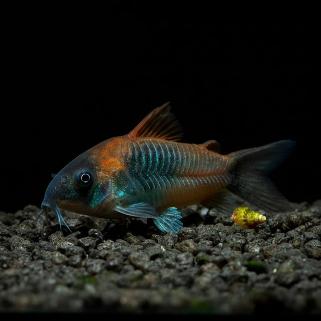 Corydoras Venezuela 2-4cm - Nano Tanks Australia