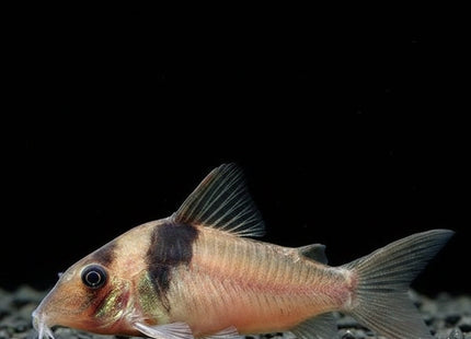 Corydoras Virginiae 4cm - Nano Tanks Australia