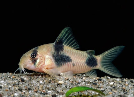 Corydoras Weitzmani - Nano Tanks Australia