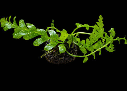 Crepidomanes auriculatum Bare Root - Nano Tanks Australia