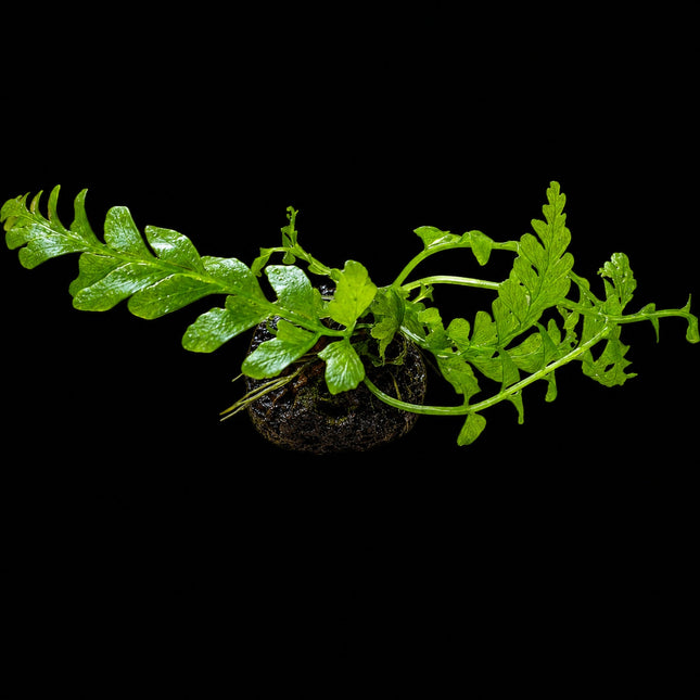 Crepidomanes auriculatum Bare Root - Nano Tanks Australia
