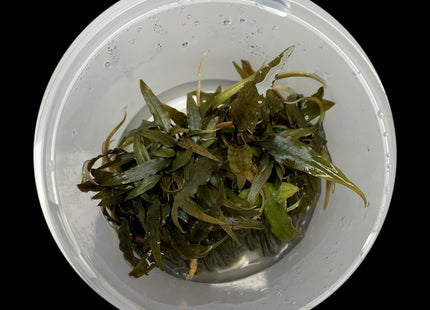 Cryptocoryne axelrodi tissue culture