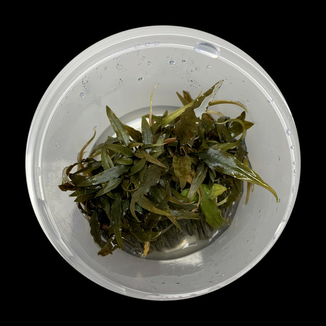 Cryptocoryne axelrodi tissue culture