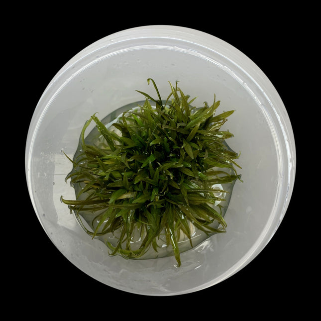 Cryptocoryne beckettii Tissue Culture - Nano Tanks Australia