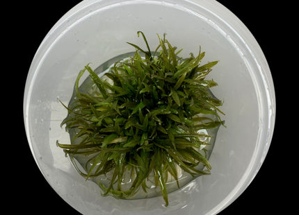 Cryptocoryne beckettii tissue culture