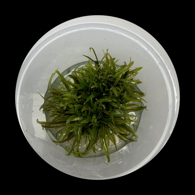 Cryptocoryne beckettii tissue culture