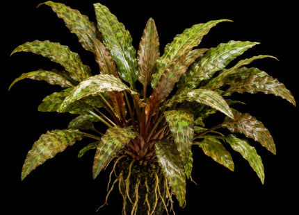 Cryptocoryne nurii var. raubensis 'Rosen Maiden' – Sold per Plant - Nano Tanks Australia