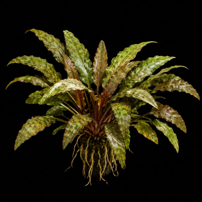 Cryptocoryne nurii var. raubensis 'Rosen Maiden' – Sold per Plant - Nano Tanks Australia