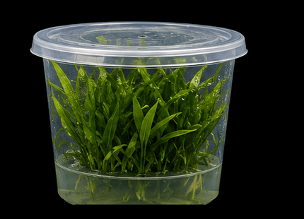 Cryptocoryne parva Tissue Culture - Nano Tanks Australia