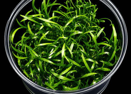 Cryptocoryne parva Tissue Culture - Nano Tanks Australia