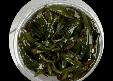 Cryptocoryne wendtii 'Brown' Tissue Culture - Nano Tanks Australia