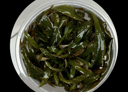 Cryptocoryne wendtii Brown tissue culture