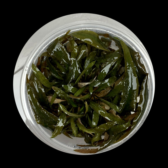 Cryptocoryne wendtii Brown tissue culture